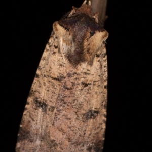 Agrotis porphyricollis at Melba, ACT - 3 Apr 2022