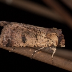 Agrotis porphyricollis at Melba, ACT - 3 Apr 2022 11:03 PM