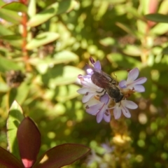Lasioglossum (Parasphecodes) sp. (genus & subgenus) (Halictid bee) at McKellar, ACT - 17 May 2020 by Birdy