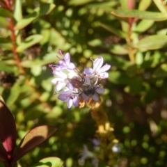 Lasioglossum (Parasphecodes) sp. (genus & subgenus) at McKellar, ACT - suppressed