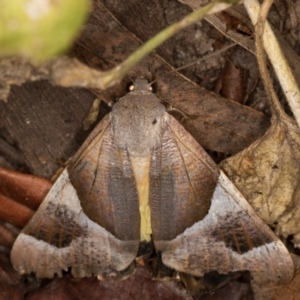 Niceteria macrocosma at Melba, ACT - 4 Apr 2022