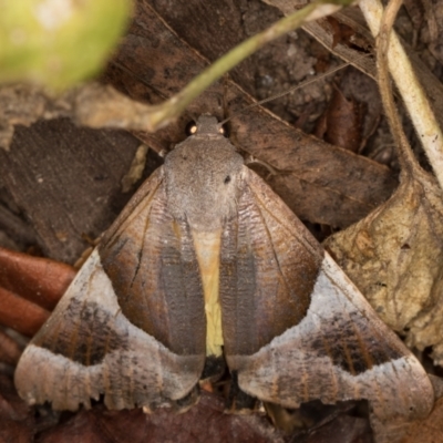 Niceteria macrocosma (Showy Geometrid) at Melba, ACT - 3 Apr 2022 by kasiaaus