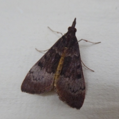 Uresiphita ornithopteralis at Stirling Range National Park, WA - 14 Sep 2019 by Christine