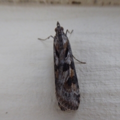 Nomophila corticalis (A Crambid moth (Spilomelinae) at Stirling Range National Park, WA - 14 Sep 2019 by Christine