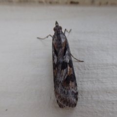 Unidentified Moth (Lepidoptera) at Stirling Range National Park, WA - 13 Sep 2019 by Christine