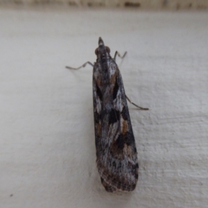 Nomophila corticalis at Stirling Range National Park, WA - 14 Sep 2019 09:40 AM