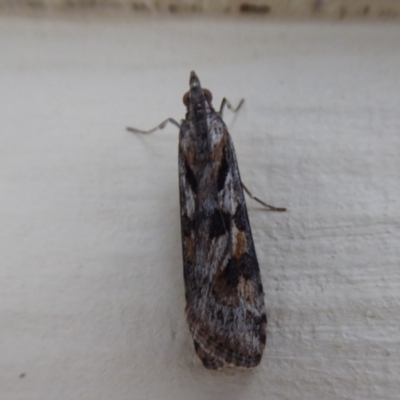 Nomophila corticalis (A Crambid moth (Spilomelinae) at Stirling Range National Park, WA - 14 Sep 2019 by Christine
