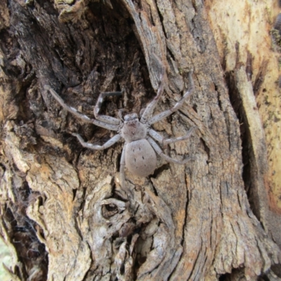 Isopeda sp. (genus) (Huntsman Spider) at Gungahlin Pond - 13 Jul 2021 by Birdy