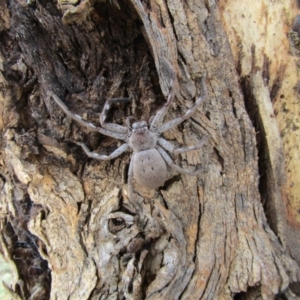 Isopeda sp. (genus) at Nicholls, ACT - 13 Jul 2021