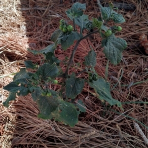Solanum nigrum (TBC) at suppressed by samcolgan_
