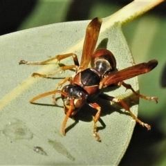 Polistes (Polistella) humilis (Common Paper Wasp) at ANBG - 29 Apr 2022 by JohnBundock