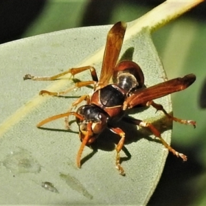 Polistes (Polistella) humilis at Acton, ACT - 29 Apr 2022 01:50 PM