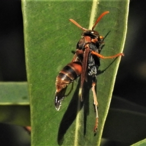 Polistes (Polistella) humilis at Acton, ACT - 29 Apr 2022 01:50 PM