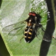 Melangyna sp. (genus) (Hover Fly) at Acton, ACT - 29 Apr 2022 by JohnBundock