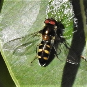 Melangyna sp. (genus) at Acton, ACT - 29 Apr 2022