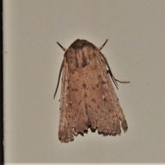 Noctuidae (family) (A cutworm or owlet moth) at Wanniassa, ACT - 28 Apr 2022 by JohnBundock