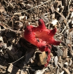 Clathrus archeri (Seastar Stinkhorn) at Lake Burley Griffin West - 30 Apr 2022 by MMV