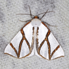 Thalaina clara (Clara's Satin Moth) at O'Connor, ACT - 29 Apr 2022 by ibaird