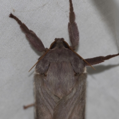 Oxycanus (genus) (Unidentified Oxycanus moths) at Higgins, ACT - 28 Apr 2022 by AlisonMilton