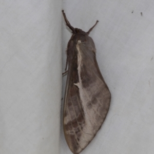 Oxycanus (genus) at Higgins, ACT - 28 Apr 2022