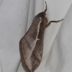 Oxycanus (genus) at Higgins, ACT - 28 Apr 2022