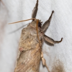 Oxycanus (genus) (Unidentified Oxycanus moths) at Higgins, ACT - 28 Apr 2022 by AlisonMilton
