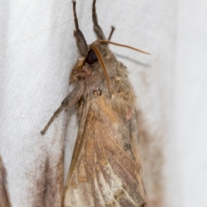 Oxycanus (genus) at Higgins, ACT - 28 Apr 2022