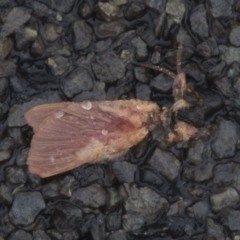 Oxycanus sp. (genus) (Unidentified Oxycanus moth) at Molonglo Valley, ACT - 28 Apr 2022 by AlisonMilton