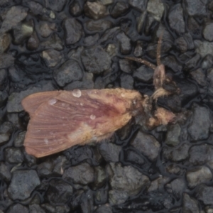 Oxycanus (genus) at Molonglo Valley, ACT - 28 Apr 2022