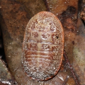 Eriococcidae sp. (family) at Acton, ACT - 28 Apr 2022