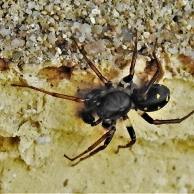 Zodariidae (family) (Unidentified Ant spider or Spotted ground spider) at Wanniassa, ACT - 30 Apr 2022 by JohnBundock