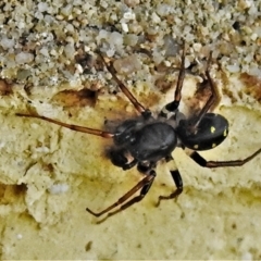 Zodariidae sp. (family) (Unidentified Ant spider or Spotted ground spider) at Wanniassa, ACT - 30 Apr 2022 by JohnBundock