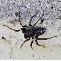 Zodariidae sp. (family) at Wanniassa, ACT - 30 Apr 2022