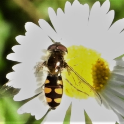 Melangyna viridiceps (Hover fly) at Wanniassa, ACT - 30 Apr 2022 by JohnBundock