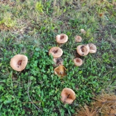 Lactarius deliciosus (Saffron Milkcap) at Isaacs, ACT - 30 Apr 2022 by Mike