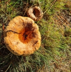 Lactarius deliciosus at Isaacs, ACT - 30 Apr 2022 03:51 PM