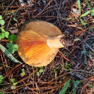 Lactarius deliciosus at Isaacs, ACT - 30 Apr 2022