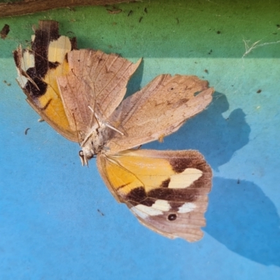 Heteronympha merope (Common Brown Butterfly) at Mount Mugga Mugga - 29 Apr 2022 by Mike