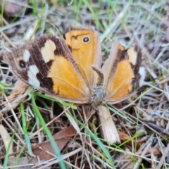 Heteronympha merope at O'Malley, ACT - 29 Apr 2022