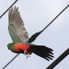 Alisterus scapularis (Australian King-Parrot) at Higgins, ACT - 18 Apr 2022 by AlisonMilton