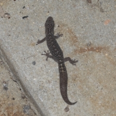 Christinus marmoratus (Southern Marbled Gecko) at Higgins, ACT - 27 Apr 2022 by AlisonMilton