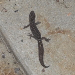 Christinus marmoratus at Higgins, ACT - 27 Apr 2022 11:20 PM