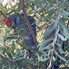 Callocephalon fimbriatum (Gang-gang Cockatoo) at Wingecarribee Local Government Area - 30 Apr 2022 by whitegaye