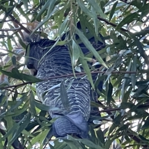 Callocephalon fimbriatum at Mittagong, NSW - suppressed