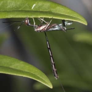 Gasteruption sp. (genus) at Higgins, ACT - 27 Apr 2022