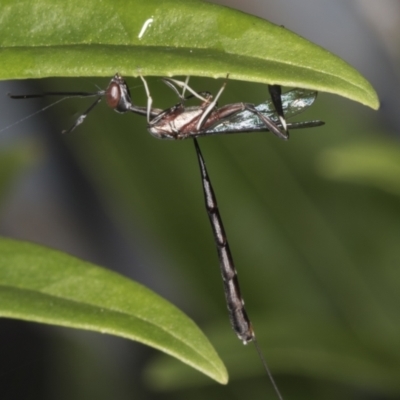 Gasteruption sp. (genus) (Gasteruptiid wasp) at Higgins, ACT - 27 Apr 2022 by AlisonMilton