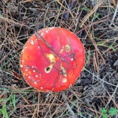 Amanita muscaria (Fly Agaric) at Isaacs Ridge and Nearby - 30 Apr 2022 by Mike