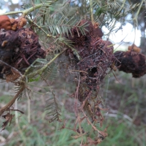 Uromycladium sp. at Molonglo Valley, ACT - 30 Apr 2022 12:50 PM