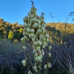 Yucca aloifolia (Spanish Bayonet) at Jerrabomberra, ACT - 30 Apr 2022 by Mike