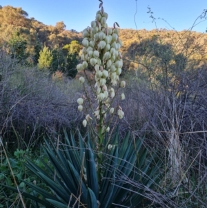Yucca aloifolia at Jerrabomberra, ACT - 30 Apr 2022